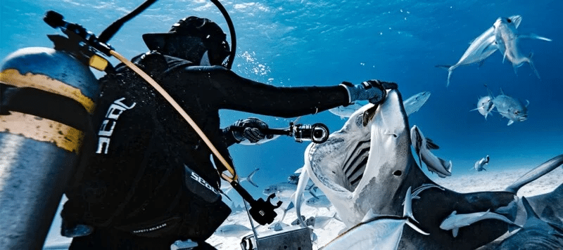 Фотограф зазирнув у пащу величезної молотоголової акули і показав, що там усередині  
