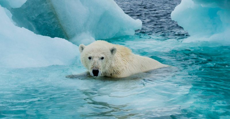 Літній морський лід може зникнути з Арктики всього за 10 років, попереджають вчені