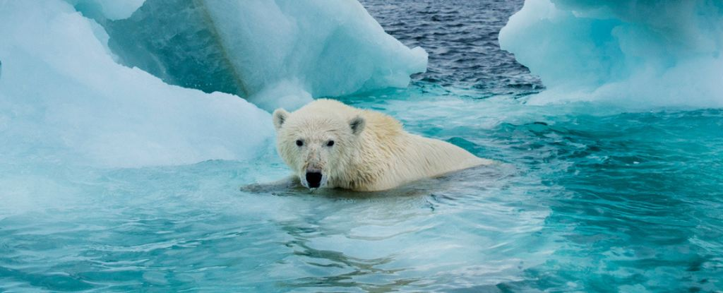 Літній морський лід може зникнути з Арктики всього за 10 років, попереджають вчені