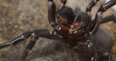 Найсмертоносніший у світі павук може налаштувати свою отруту залежно від настрою