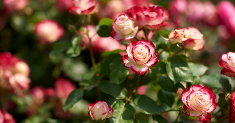 Лайфхак садівникам: Як правильно висаджувати рози