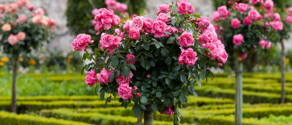 Лайфхак садівникам: Як правильно висаджувати рози