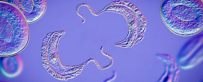 Передові дослідження наближають нас до контролю паразита, що викликає хворобу сплячих