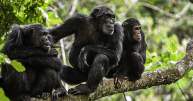 Втрата еволюції: Половина кишкових мікробів наших предків-приматів покинула нас