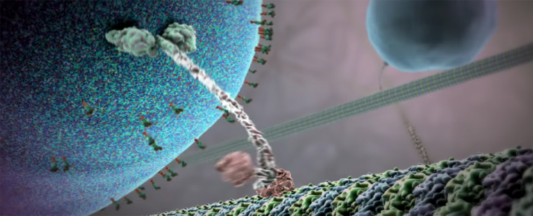 Щастя можна побачити: дослідники продемонстрували анімацію