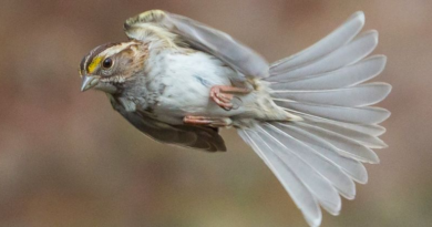 Мозок птахів може відчувати магнітні поля, - дослідження