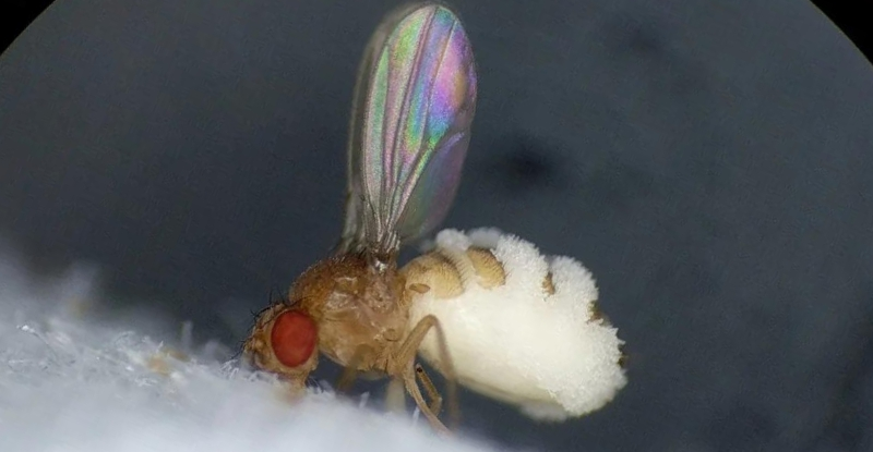 Вчені виявили гриб, який контролює розум мух, змушуючи їх підійматися до смерті