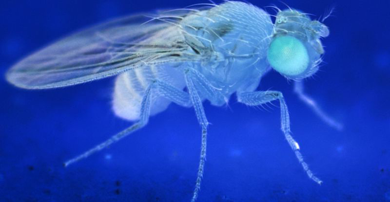 Стрес та смерть: Чому мухи помирають швидше після зустрічі з мертвими родичами?