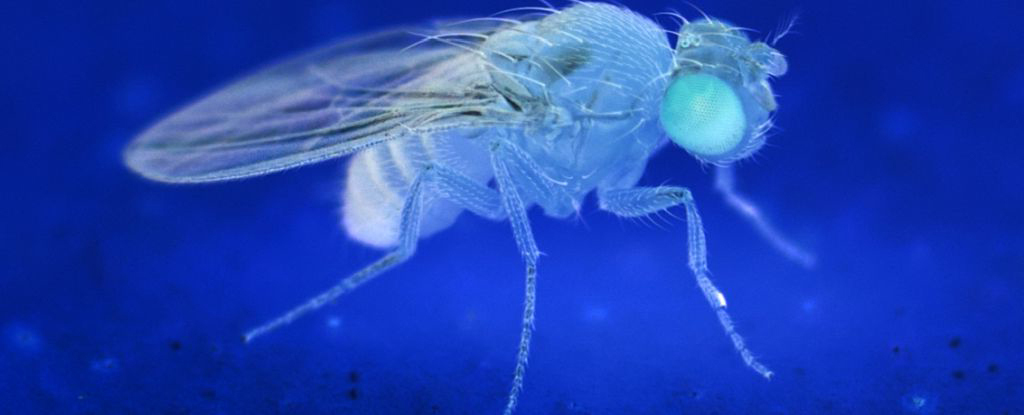 Стрес та смерть: Чому мухи помирають швидше після зустрічі з мертвими родичами?