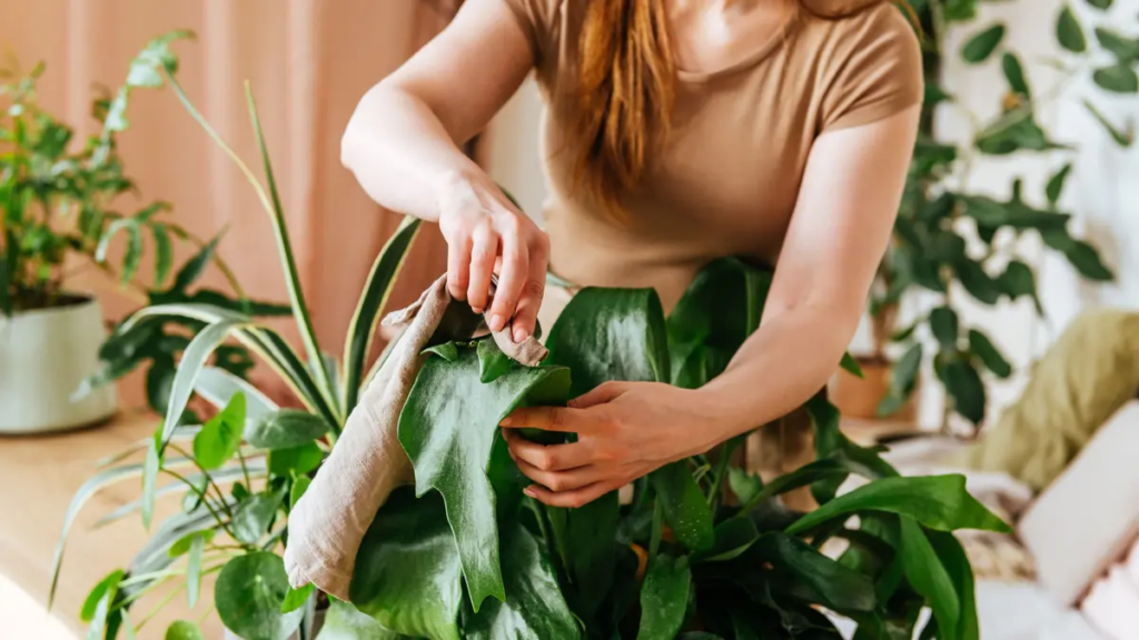 Догляд за рослинами: Чи варто використовувати майонез на листях?