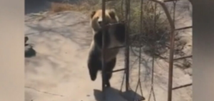 Танцююча ведмедиця підкорила інтернет (відео)