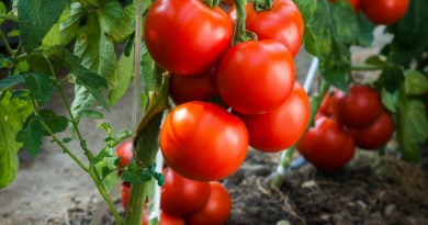 Прощавай, урожає: які помилки в поливанні помідорів можуть повністю знищити плоди в теплиці