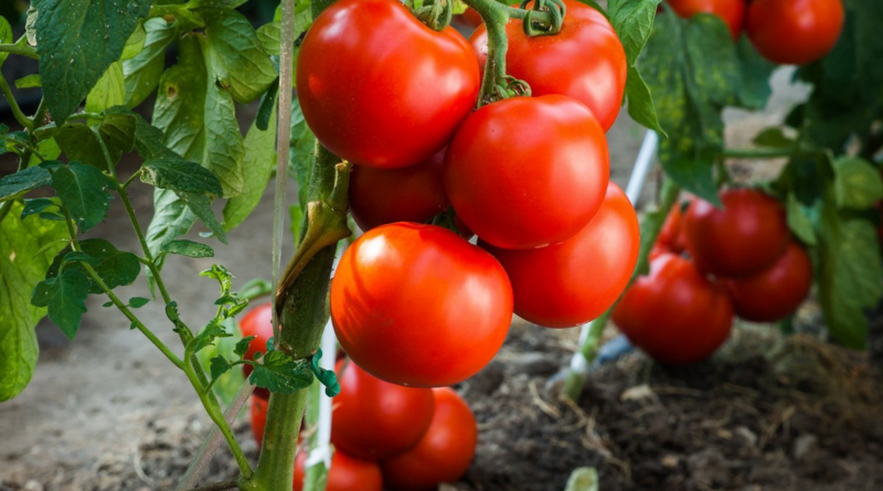 Прощавай, урожає: які помилки в поливанні помідорів можуть повністю знищити плоди в теплиці