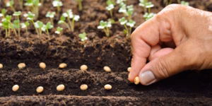 Як виростити квасолю: докладна інструкція, з якою все вийде