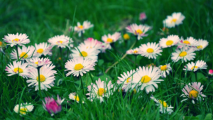 Як саджати маргаритки та доглядати за ними правильно