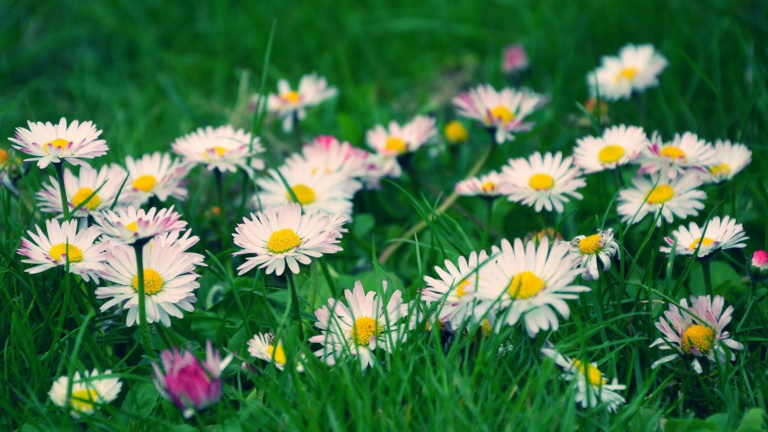 Як саджати маргаритки та доглядати за ними правильно