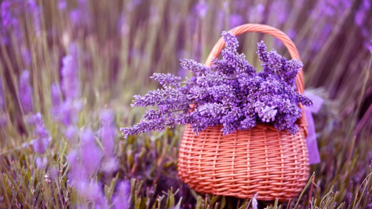 Як посадити та виростити лаванду на вулиці