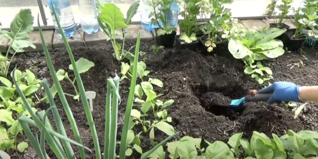 Як садити диню розсадою у відкритий ґрунт: зробіть лунки