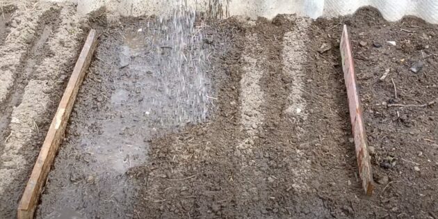 Коли і як садити ріпу: засипте ґрунтом і полийте