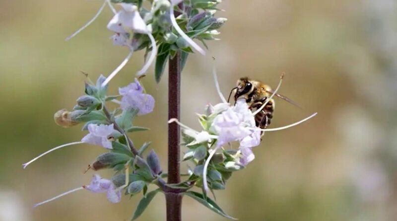 Бджоли-імігранти погіршили здоров'я запилених ними рослин