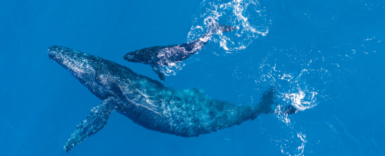 Вчені зняли неймовірно рідкісні кадри годування горбатого кита під водою