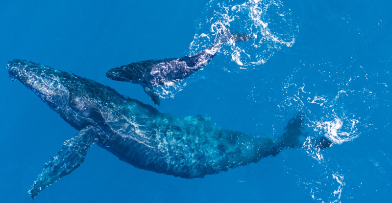 Вчені зняли неймовірно рідкісні кадри годування горбатого кита під водою