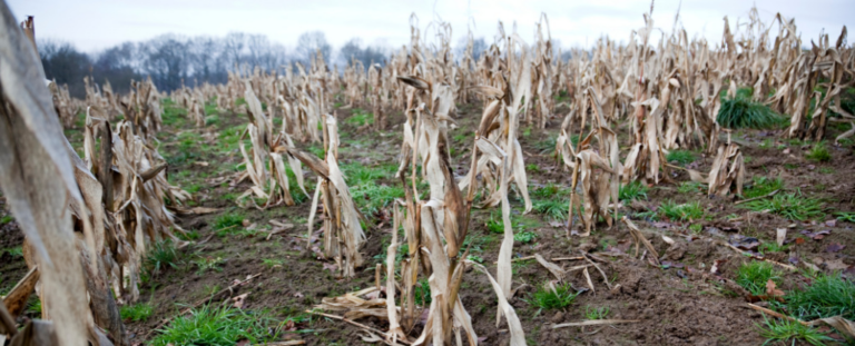 Дослідники недооцінили ризик одночасного падіння врожаю в усьому світі