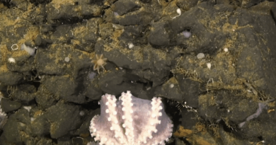 Біля берегів Коста-Ріки знайдено рідкісний глибоководний розплідник восьминогів
