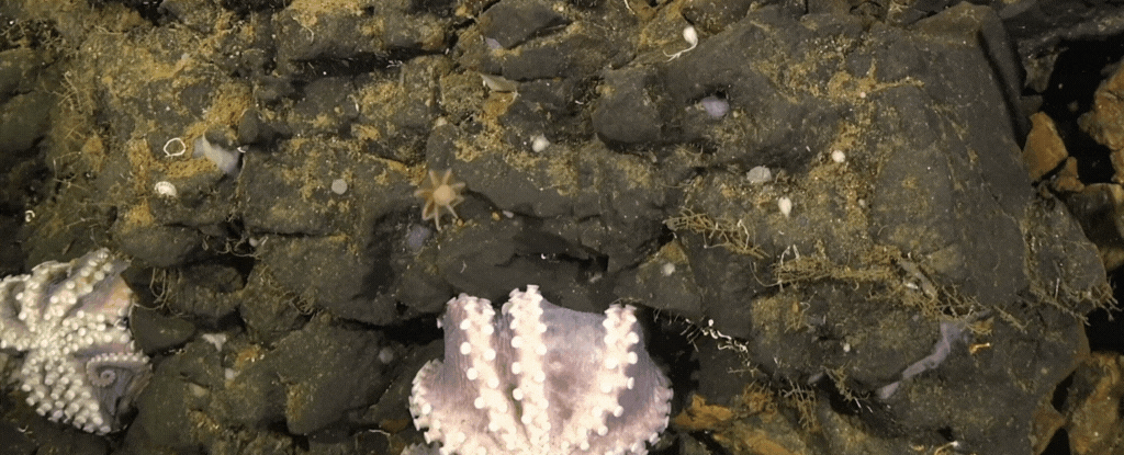 Біля берегів Коста-Ріки знайдено рідкісний глибоководний розплідник восьминогів