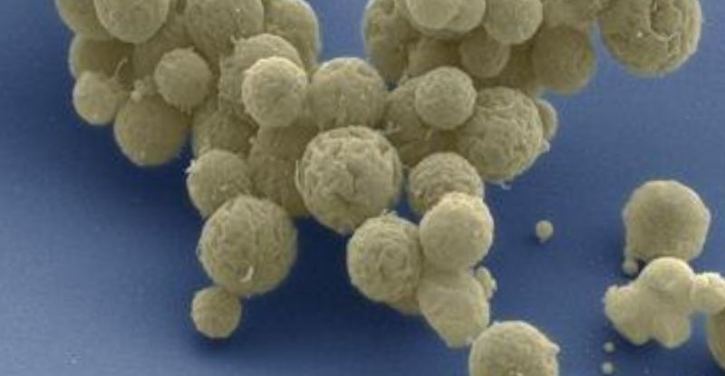 Розвиток найпростіших синтетичних клітин відбувається швидше, ніж природних, - дослідження