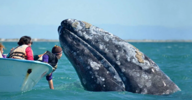 Сірі кити звернулися до людей за очищенням від китових вошей