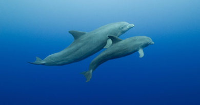 Мами дельфінів спілкуються з дитинчатами використовуючи дитячу мову, - нове дослідження
