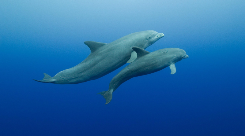 Мами дельфінів спілкуються з дитинчатами використовуючи дитячу мову, - нове дослідження