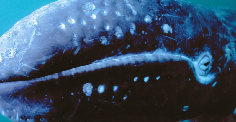 Від смерті до життя: Дивовижне перетворення мертвого кита на підводну оазу