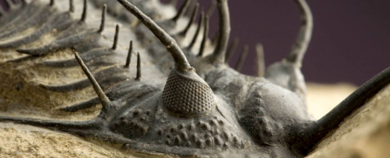 Стародавні трилобіти мали кришталеві очі