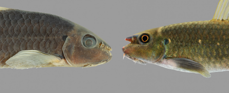 Виявлено новий вид у популярної риби, що зустрічається у акваріумах