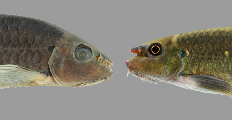 Виявлено новий вид у популярної риби, що зустрічається у акваріумах