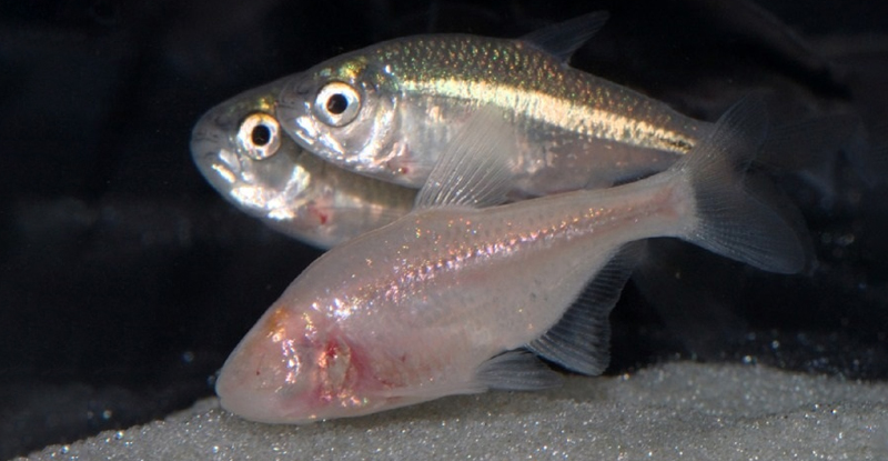 Ця сліпа риба живе в темряві, але якимось чином вона все ще може сприймати світло