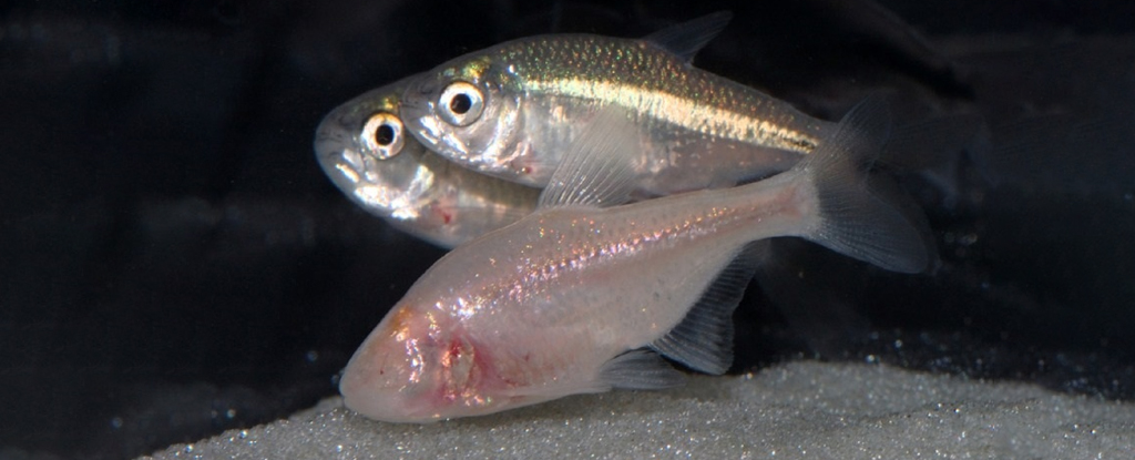 Ця сліпа риба живе в темряві, але якимось чином вона все ще може сприймати світло