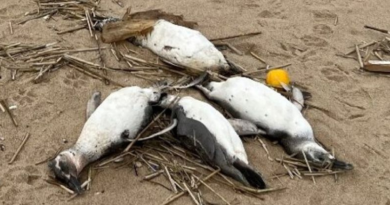 Тисячі пінгвінів таємничим чином викинулися на берег Південної Америки