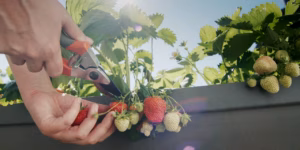 Як доглядати полуницю, щоб ягід було багато