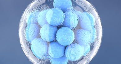 Вчені відкрили клітину, що самознищується і захищає ембріон під час розвитку