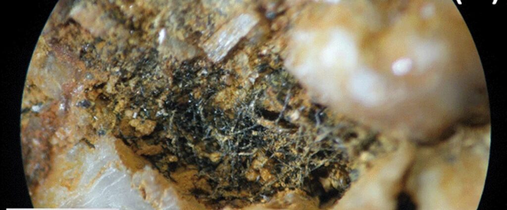 Житомирські мінерали зберегли скам'янілі мікроби віком 1,5 мільярда років