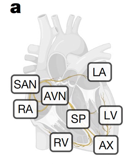 На діаграмі показано 8 областей серця, які досліджували дослідники.