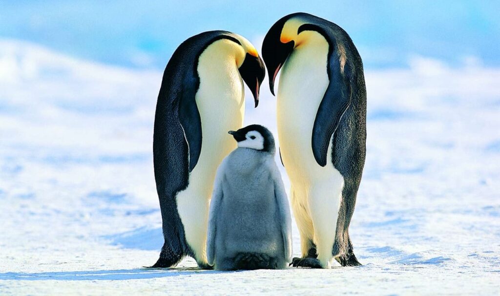 Імператорські пінгвіни масово втратили потомство через зменшення криги в Антарктиді