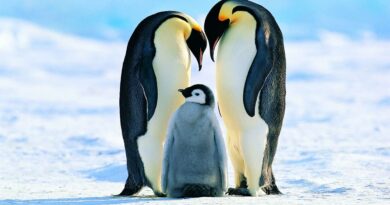 Імператорські пінгвіни масово втратили потомство через зменшення криги в Антарктиді