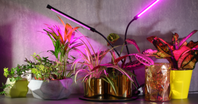 Магія світла: Фіто лампи для кімнатних рослин