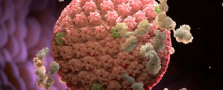 Перша в історії вакцина-кандидат проти Епштейна-Барра дає багатообіцяючі результати