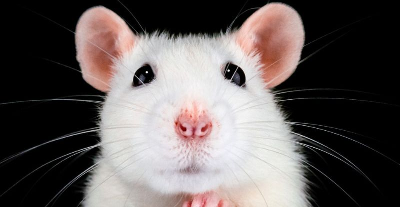 Вчені з’єднали старих мишей із молодими, і це омолодило їх