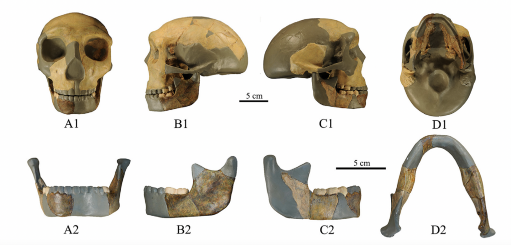 В Китаї знайшли стародавній череп, але він не схожий на людський